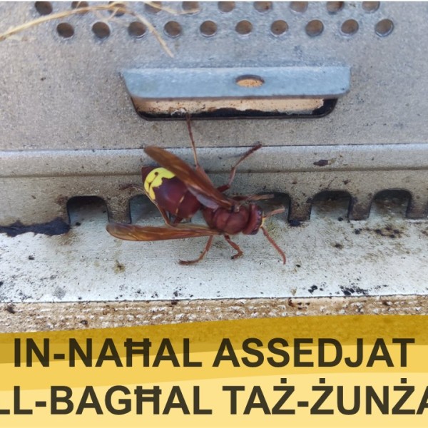 In-Naħal Assedjat mill-Bagħal taż-Żunżan