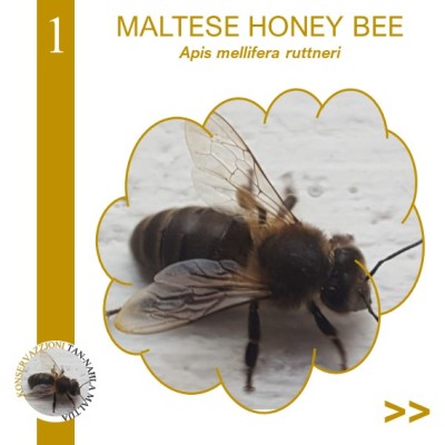 The Maltese Honeybee (Apis mellifera ruttneri)