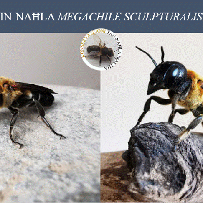 Megachile sculpturalis hi Naħla Aljena u Invażiva Fl-Ewropa