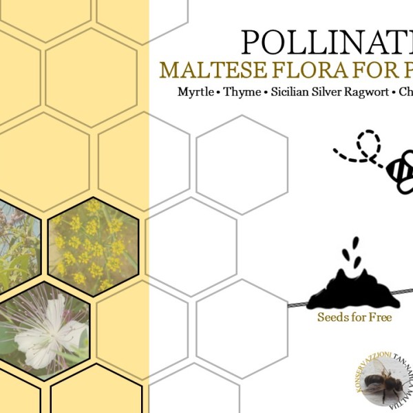 Pollinatives – Maltese Flora for Pollinators