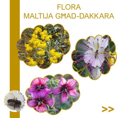 Flora Maltija għad-Dakkara