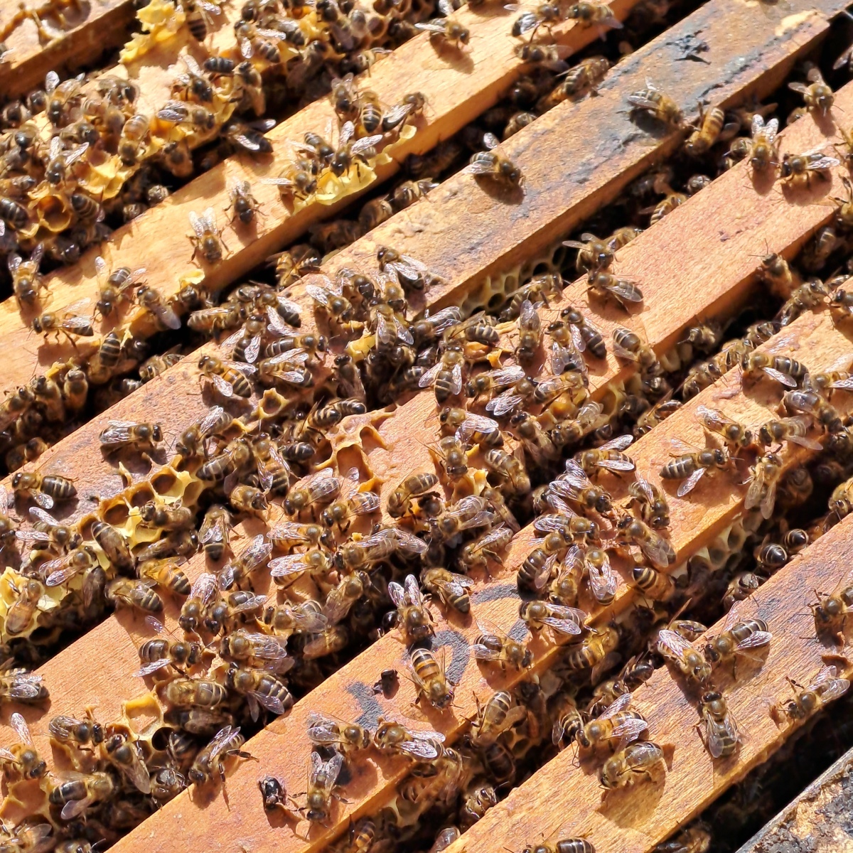 Protecting Native Honey Bees: A Shared Challenge for Malta and Ireland