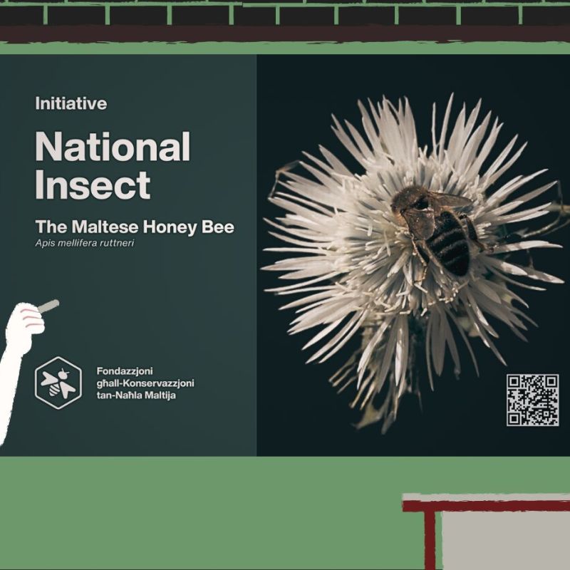 Empowerment through Education: National Insect Posters and Postcards for Schools and Students
