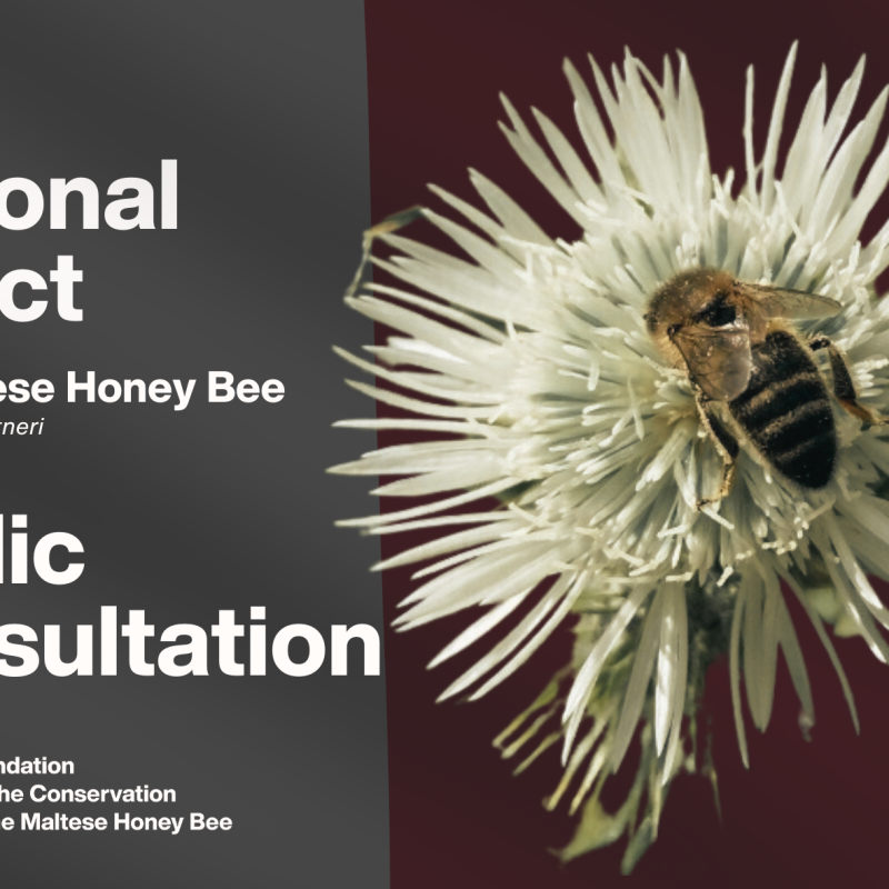 Public Consultation: Declaration of the Maltese Honey Bee as a National Species
